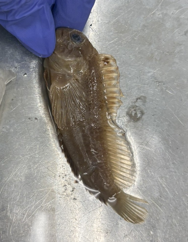 <p>Family Blenniidae (combtooth blennies) - <em>Hypsoblennius hentz</em></p>