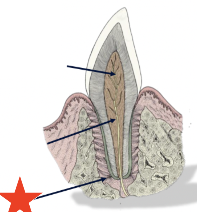 <p>What part of the tooth is indicated by the star?</p>