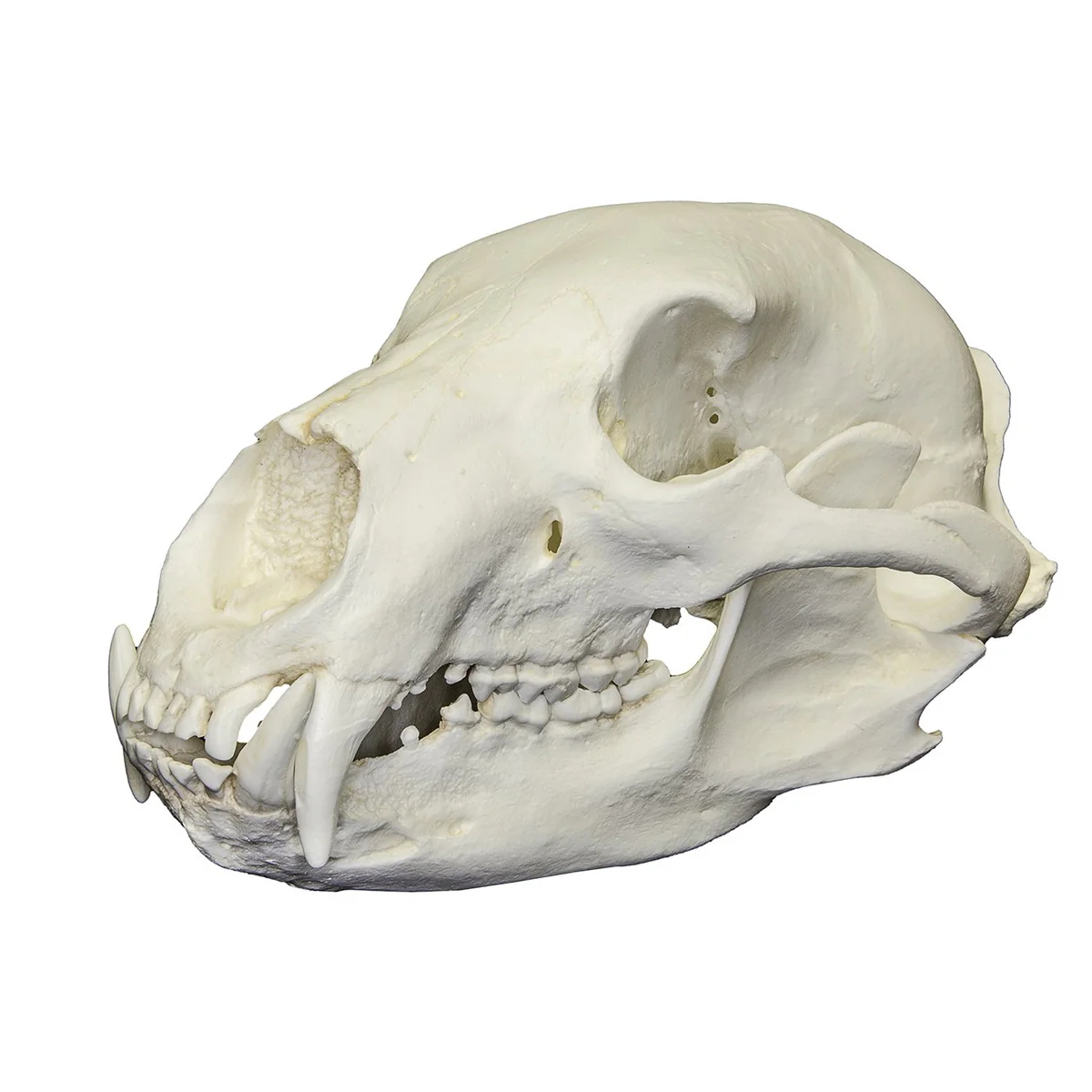 <p>Alisphenoid canal, bunodont, long last upper molar, not strained one hand hold; variable</p>
