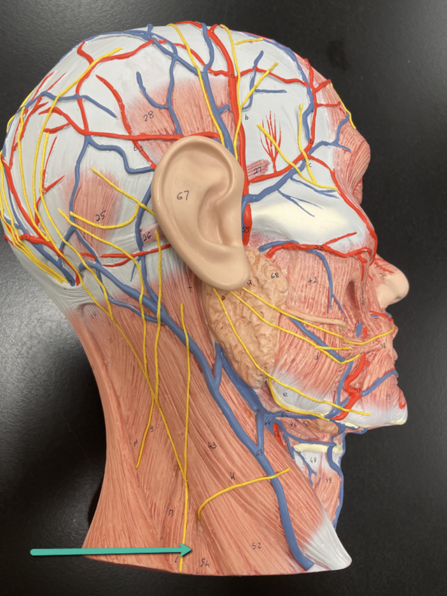<p>Identify the muscle indicated by the pointer.</p>