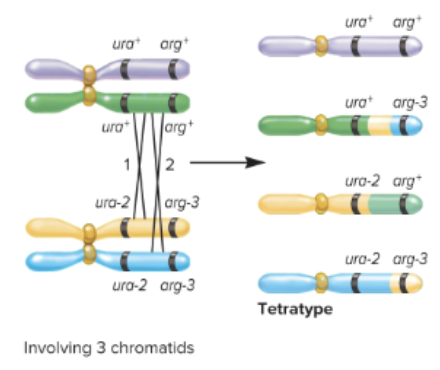 <ul><li><p><span>1 double crossover, 2 single crossovers, 1 parental</span></p></li><li><p><span>One chromatid crosses over with both homologous chromatids</span></p></li><li><p><span>3 chromatids </span></p></li></ul><p></p>