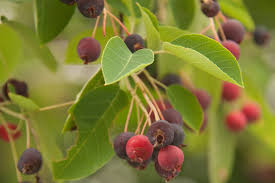 <p>Serviceberry</p>