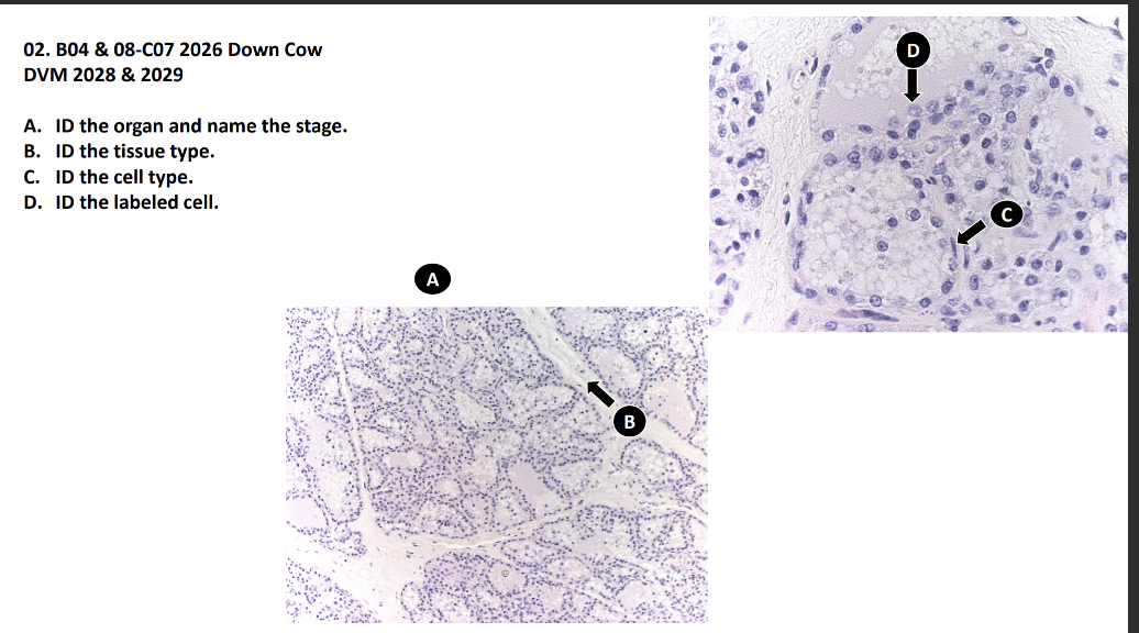 <p>A. ID the organ and name the stage.</p><p>B. ID the tissue type.</p><p>C. ID the cell type.</p><p>D. ID the labeled cell</p>