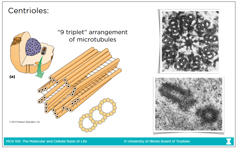 <p>-Centrioles are 27 microtubules, found in nine triplets of microtubules </p><p>-On the image the most upper-right triplet represents the<strong> intact microtubule</strong> where all <strong>13 profilaments</strong> are present</p><ul><li><p>This is a-tubulin</p></li></ul><p>-The remaining 2 triplets represent <strong>incomplete microtubule</strong> where <strong>11-12 profilaments </strong>are present</p><ul><li><p>This b-tubulin</p></li></ul><p><br>-There are <strong>always </strong>a pair of centrioles and they are perpendicular to each other</p>