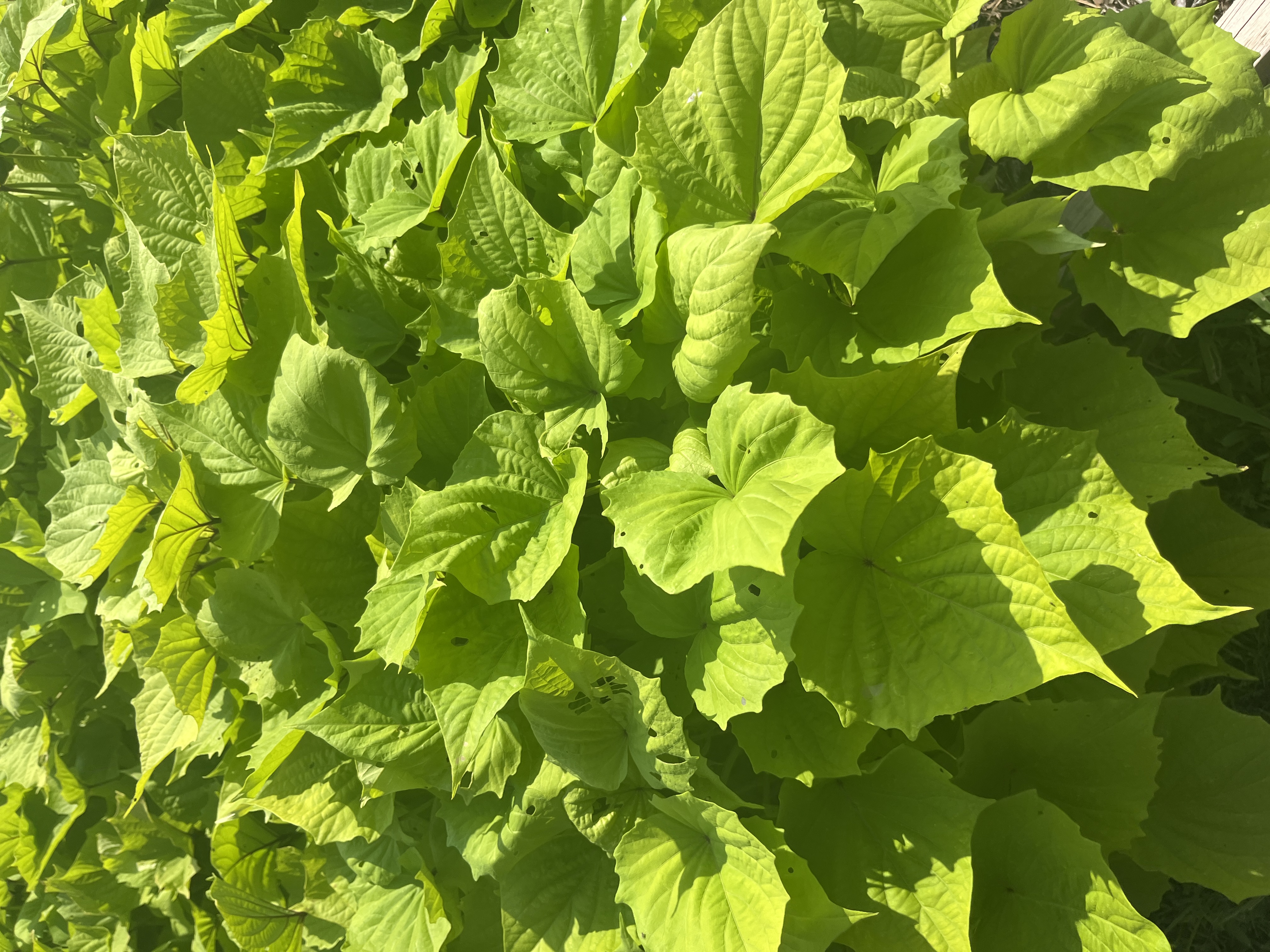 <p>Ipomoea batatas</p>