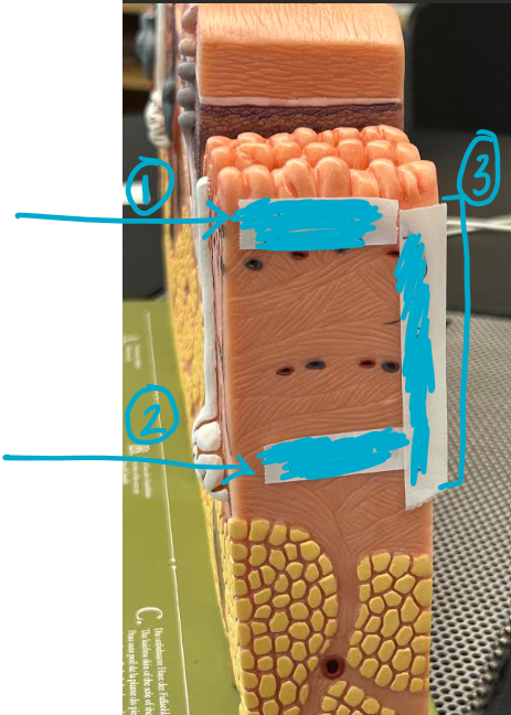 <p>ID structure</p>