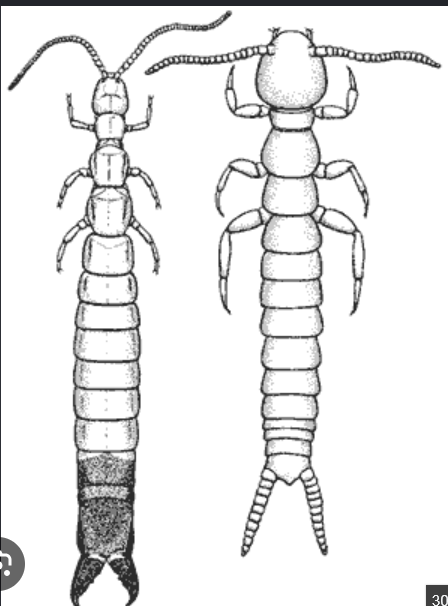 <p>Non-insect Hexapod (two-pronged bristletails)</p>