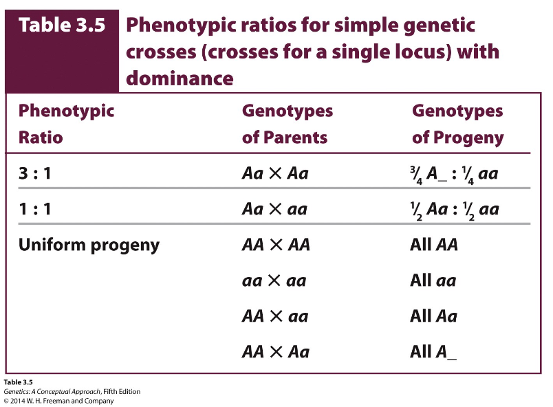 <p>Aa × Aa:</p><p>- Phenotype: 3 dominant : 1 recessive</p><p>- Genotype: 1/4 AA, 1/2 Aa, 1/4 aa</p><p>Aa × aa:</p><p>- Phenotype: 1 dominant : 1 recessive</p><p>- Genotype: 1/2 Aa, 1/2 aa</p><p>Uniform progeny examples:</p><p>- AA × AA → all AA</p><p>- aa × aa → all aa</p><p>- AA × aa → all Aa</p><p>- AA × Aa → all dominant phenotype, written A_</p>