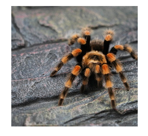 <p>name this animal</p>
