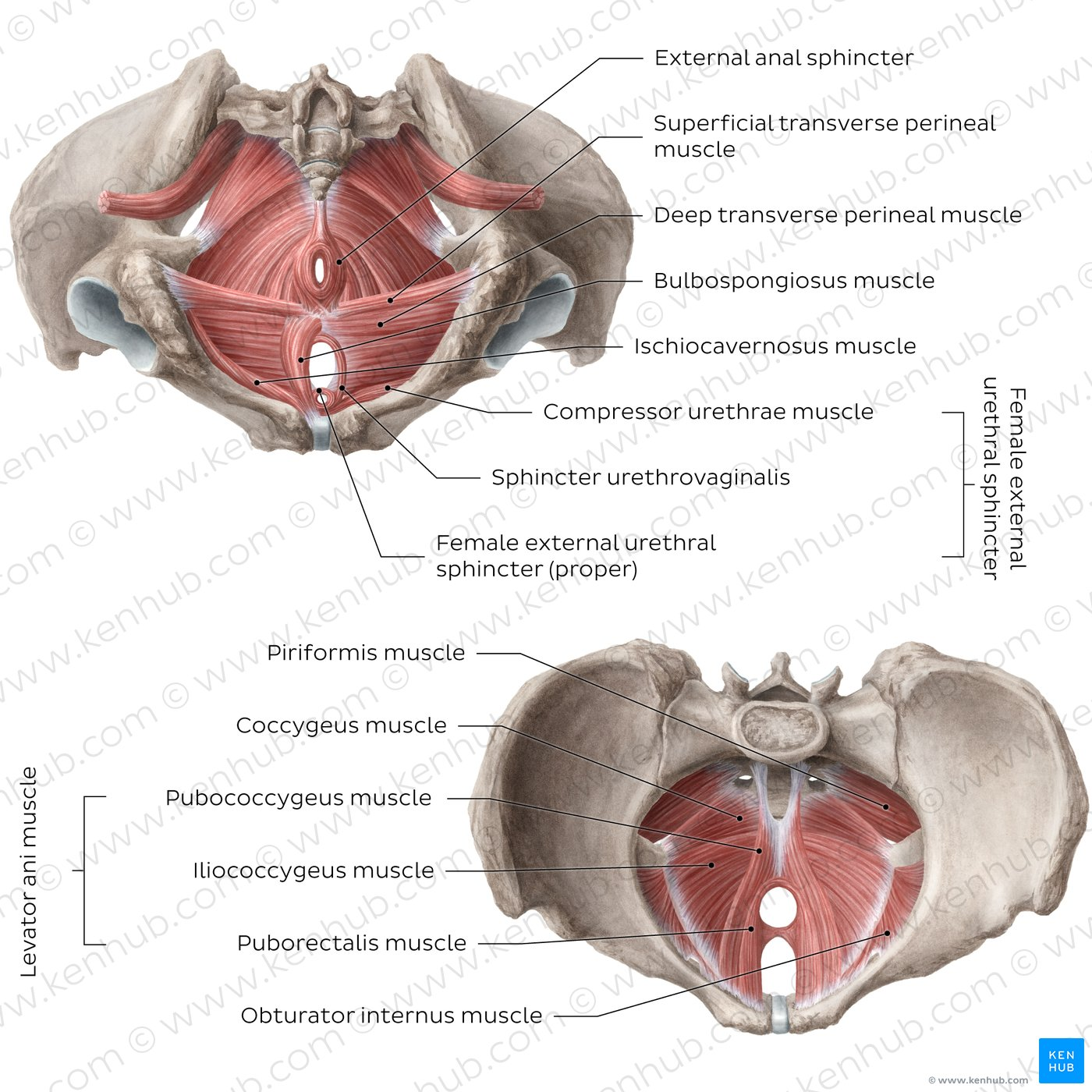 <p>Overview of Pelvic &amp; Perineal Muscles</p>