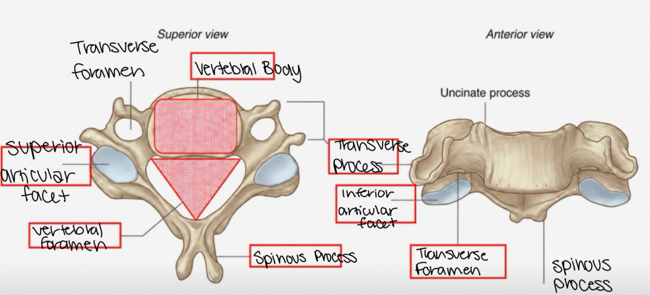 <p>Cervical</p><p></p><p>1. Vertebral body</p><p>2. Transverse process </p><p>3. Transverse foramina</p><p>4. Vertebral foramen</p><p>5. spinous process</p><p>6. Articular facets</p><p>- Superior</p><p>- Inferior</p>