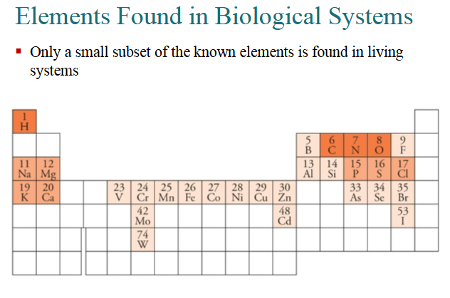 <p>THE BIG FOUR (<strong>96%</strong> of Living Matter): <br><strong>CHON</strong>: These four elements make up the core organic backbones of all the major <strong>macromolecules </strong>we just covered (nucleic acids, lipids, carbohydrates, and PROTEINS).</p><p>The Macro-Mineral Elements (Nearly 4% of Living Matter): To remember the remaining BULK elements highlighted in orange (Calcium, Phosphorus, Potassium, Sulfur, Sodium, Chlorine, and Magnesium):</p><p>Memory: <strong>Smart People Can Not Cook My Kale</strong>. <strong>Sulfur </strong>(important in amino acids and disulfide bonds that stabilize proteins), <strong>Phosphorus </strong>(Major component of DNA, RNA, phospholipids, ATP), <strong>Calcium </strong>(essential for bones, muscle contraction, and cell signaling), <strong>Na </strong>= Sodium (key extracellular anion for fluid balance and nerve impulses!), <strong>chlorine/chloride</strong> (<strong>major extracellular anion involved in osmotic balance and stomach acid</strong>), <strong>Magnesium </strong>(<strong>cofactor </strong>[a helper molecule or ion that an enzyme needs in order to function properly] for many enzymes, especially those involving <strong>ATP!! and nucleic acids</strong>), K<strong> </strong>= <strong>Potassium </strong>(primary INTRACELLULAR cation important for nerve and muscle function [think banana in salty sea!]).</p><p>So, 99% of our mass is just 11 elements, the remaining elements in biology are called “trace elements.” NOT EVERY organism contains every trace element!</p><p>Trace Elements (Transition Metals): The elements lightly shaded in beige at the bottom (like Fe, Cr, Mn ,Co, Ni, Cu, Zn, Mo, W). They’re ALL transition metals. Bio Role: Your body only need s them in tiny amounts, usually acting as sharp “metal teeth” at the active sites of metabolic enzymes (like Iron in hemoglobin or Zn in DNA polymerases).</p>