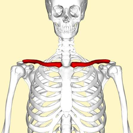 <p>Name this bone</p>