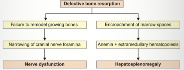 <p><span><strong>Other name?</strong> → Marble bone disease.</span></p><p></p><p><span><strong>Gene mutation?</strong> → CLCN7.</span></p><p></p><p><span><strong>Basic defect?</strong> → Defective osteoclast-mediated bone resorption.</span></p><p></p><p><span><strong>Clinical features?</strong> → Macrocephaly, anemia, hepatosplenomegaly.</span></p><p></p><p><span><strong>Neurological complications?</strong> → Deafness, blindness.</span></p><p></p><p><span><strong>Radiological appearance?</strong> → Bone-within-bone appearance, bone sclerosis</span></p><p></p><p><span><strong>Vertebral appearance?</strong> → Sandwich vertebra.</span></p><p></p><p><span><strong>Lab investigation?</strong> - Low Ca,P ; increased PTH; normal vit D</span></p><p></p><p><span><strong>Treatment?</strong> → Hematopoietic stem cell transplantation.</span></p>