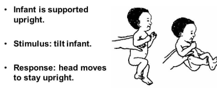 <ul><li><p>righting reaction - occipital cortex</p></li><li><p>onset: birth - 2months, persists throughout life</p></li><li><p>child will lead with eyes to right head to vertical in response to tilt greater than 45 degrees</p></li></ul><p></p>