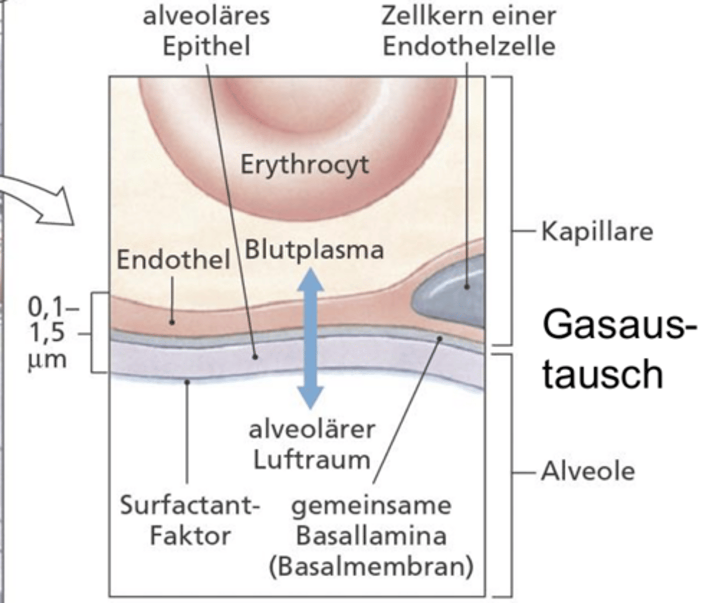 <p>Sind ganz flache Zellen</p><p>-> Der Abstand zwischen Blutplasma & alveolärem Luftraum soll möglichst klein sein - für effizienten Gasaustausch</p>