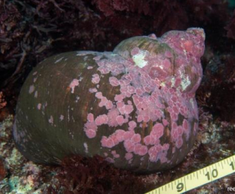 <p>MOLLUSCA Turban shell</p>