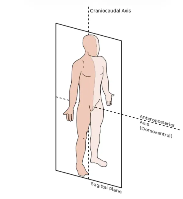 <p>vertical division of body into right and left portions</p>
