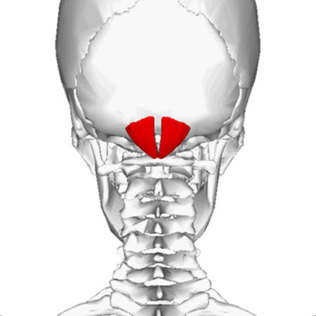 <p>Name the muscle!</p>