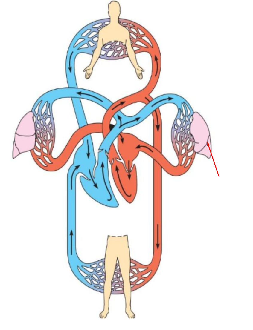 <p>identify and define</p>