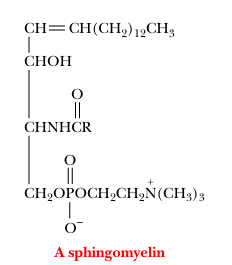 <p>sphingomyelins</p>