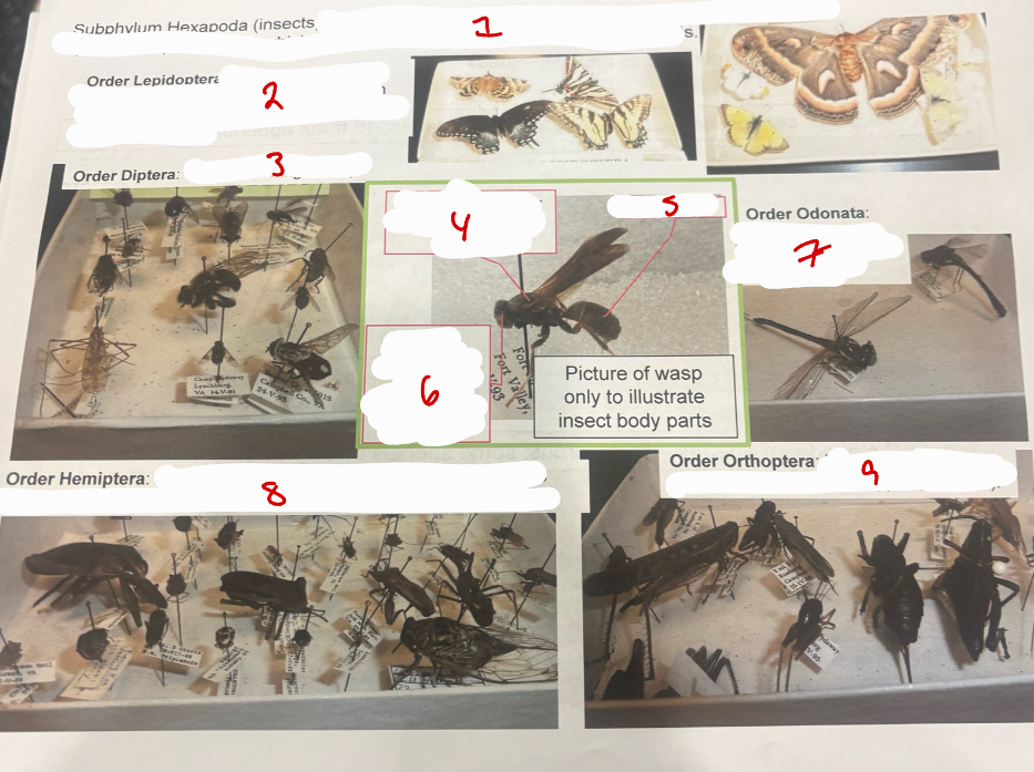 <p>Subphylum Hexapoda</p>