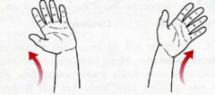 <p>radial = thumb toward wirst; lateral movement</p><p>ulnar = pinkie toward wrist; medial movement</p>