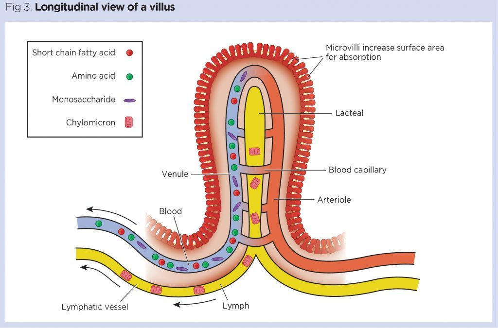 <p>The villi provide immense surface area, and enzymes bound to the surface of epithelial cells break down peptides and carbohydrate molecules.</p><p>The dips of the intestinal glands (crypts of Lieberkuhn) secrete mucus and alkaline fluid.</p><p>Products broken down by enzymes in the surface of microvilli are absorbed into blood and lymph vessels.</p><p>Goblet cells produce mucus to protect epithelial cells from enzymatic digestion.</p>
