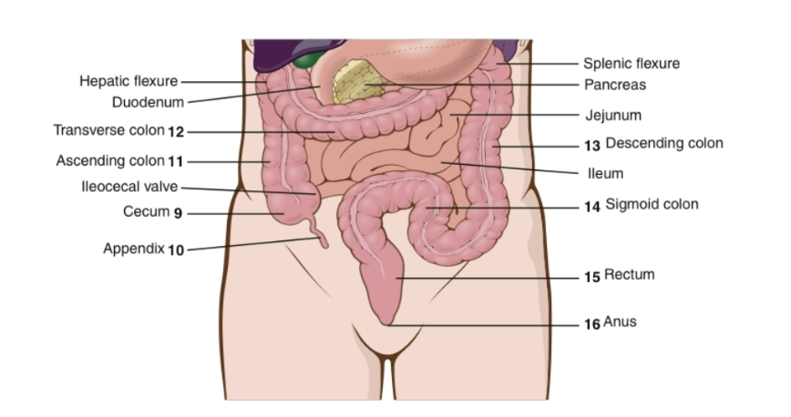 <p>parts of large intestine</p>