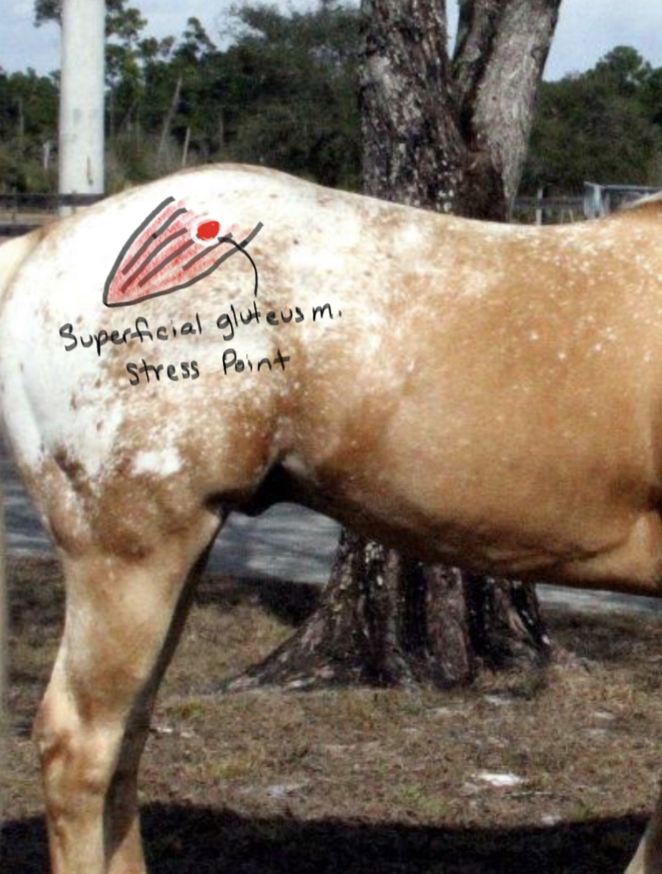 <p>Superficial Gluteus muscle; extends other gluteal muscles in extension of the hip and outward extension of thigh.</p>