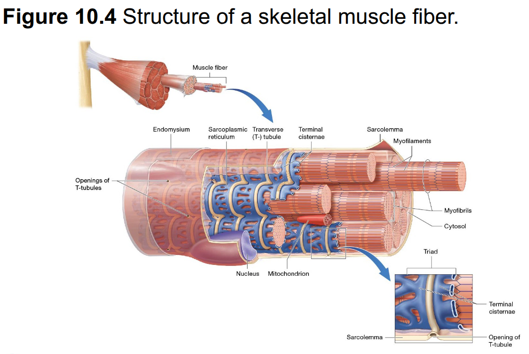 <p>Enlarged portions of the sarcoplasmic reticulum located on each side of a T-tubule</p>