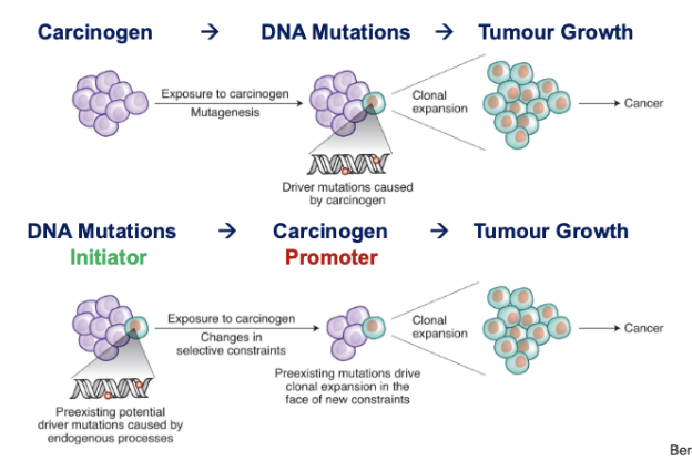 <p>Tumor Promotion Model:</p><ul><li><p>cells that harbor pre-existing mutations (acquired somatically, random mutations)</p></li><li><p>carcinogen provides a condusive microenvironment to promote pre-exsting mutations to initiate (instead of inducing more mutations)</p></li></ul><p></p>