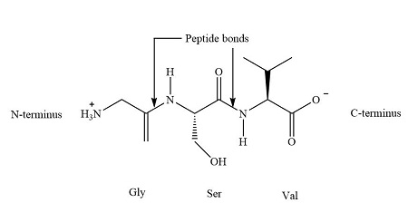 <p>the starting end of a protein or polypeptide chain that features a free amine group (-NH₂)</p>