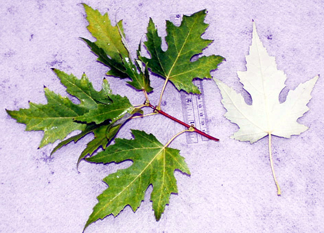 <p>common name both</p>