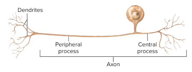 <p>single process leading away from cell body; carry touch and pain signals; spinal cord</p>