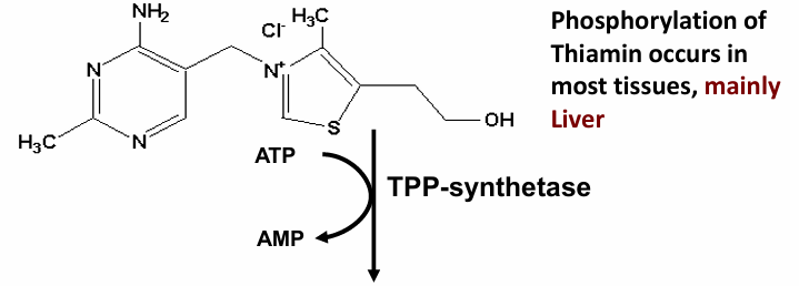 <ul><li><p>thiamin → thiamin pyrophosphate (TPP)</p><ul><li><p>w/ help of ATP → AMP (TPP-synthetase)</p></li></ul></li></ul><p></p>