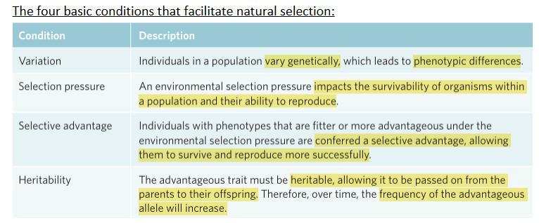 <p><span style="background-color: inherit; line-height: 20.7px; color: windowtext;"><strong>Natural selection </strong>a mechanism for evolution in which organisms that are better adapted to their environment have an increased chance of surviving and passing on their alleles</span></p>