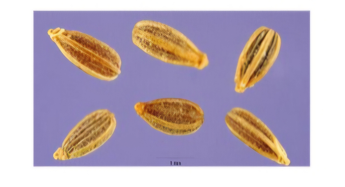 <p>What is the name of this fruit? (With mentioning the genus)</p>