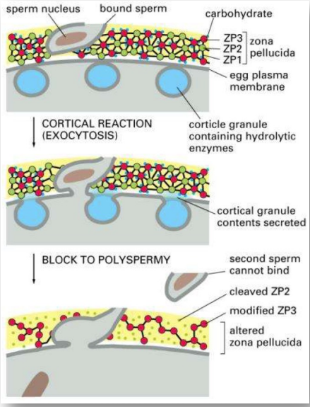 <p><strong>Fast block</strong></p><ul><li><p>egg membrane undergoes rapid depolarisation (sodium influx) to stop any more sperm from binding to the egg</p></li></ul><p></p><p><strong>Slow block</strong></p><ul><li><p>occurs after fast block</p></li><li><p>release of calcium into egg → stimulates cortical granule response (slow block) </p></li><li><p>cortical granules (just under the surface of the egg) fuse, and release their contents into the space between the cell membrane and the vitelline envelope (zona pellucida)</p></li><li><p>results in hardening of the vitelline envelope (egg surface) and permanently blocks further sperm from binding</p></li></ul><p></p>