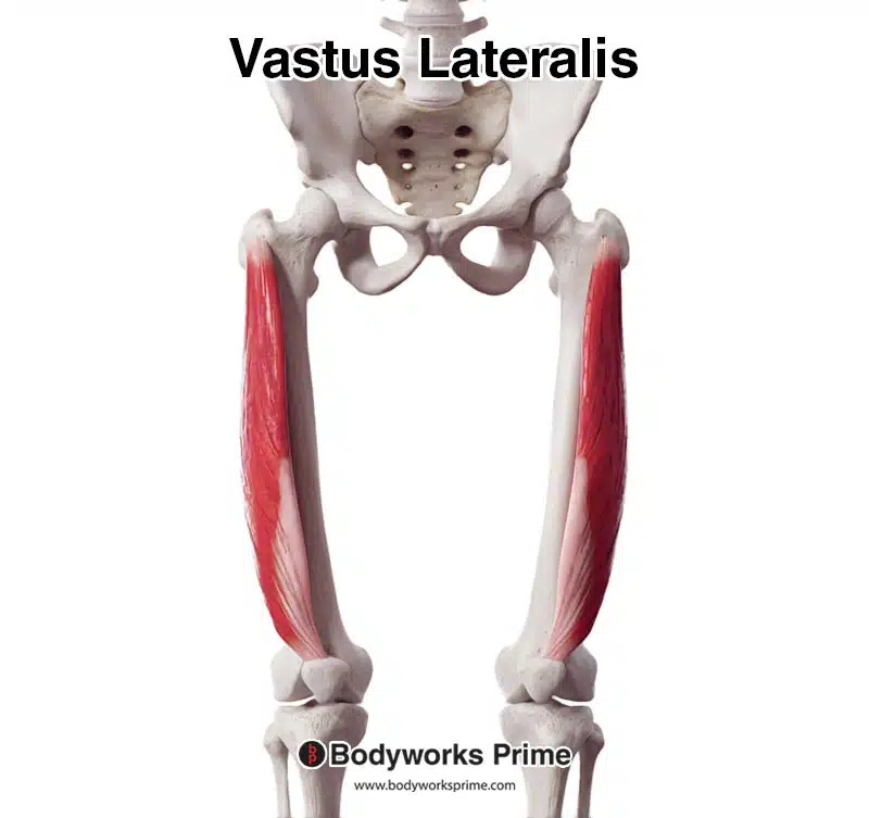 <p>Vastus lateralis</p>