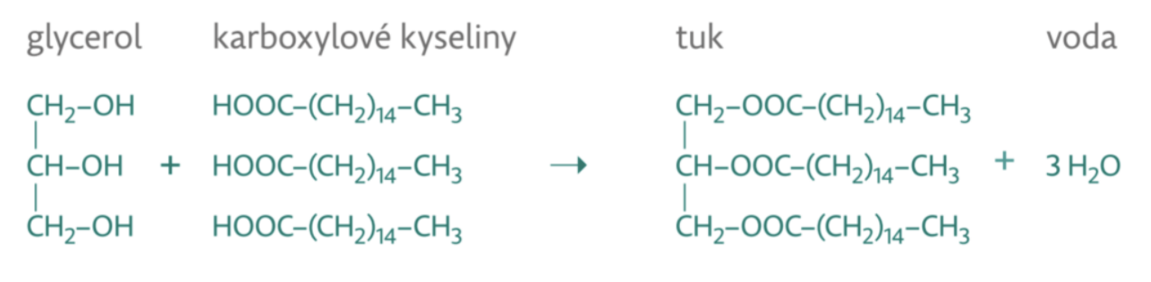 <p>• Reakce: Esterifikace </p><p>• Reaktanty: Glycerol + 3 vyšší karboxylové (mastné) kyseliny</p><p>• Produkty: Tuk (triacylglycerol) + 3 H2O</p>