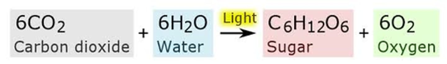 <p>Reactants: Carbon dioxide (CO2) and water (H2O). Products: Glucose (C6H12O6) and oxygen (O2).</p>
