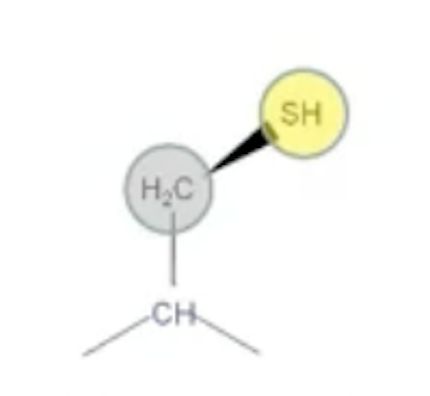 <p>C<br>Polar, Uncharged, Thiol (-SH)<br>Forms Disulfide bridges in polypeptides</p>