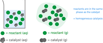 <p>a substance that speeds up a chemical reaction while existing in the same physical phase (such as a liquid or a gas) as the reactants</p>