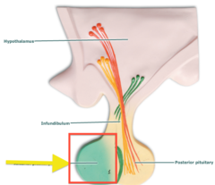 <p>lobe of the pituitary also called the adenohypophysis; consists of 3 divisions</p>