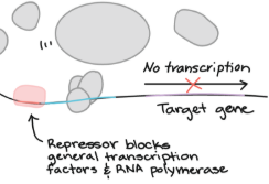 <p>Transcription factors that bind to the silencer. This prevents RNA polymerase from binding to the DNA, decreasing or completely stopping the rate of transcription. </p>