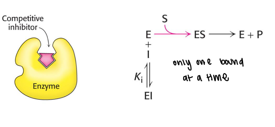 <p>an inhibitor that binds to the active site</p><p>will only bind to E and not ES complex</p>
