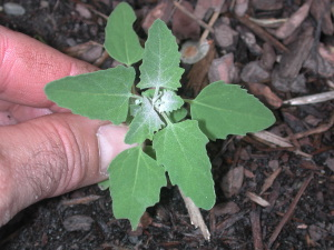 <p>An upright herb with triangular or diamond-shaped leaves featuring a distinctive white or grayish powdery coating on the undersides and stems.</p>