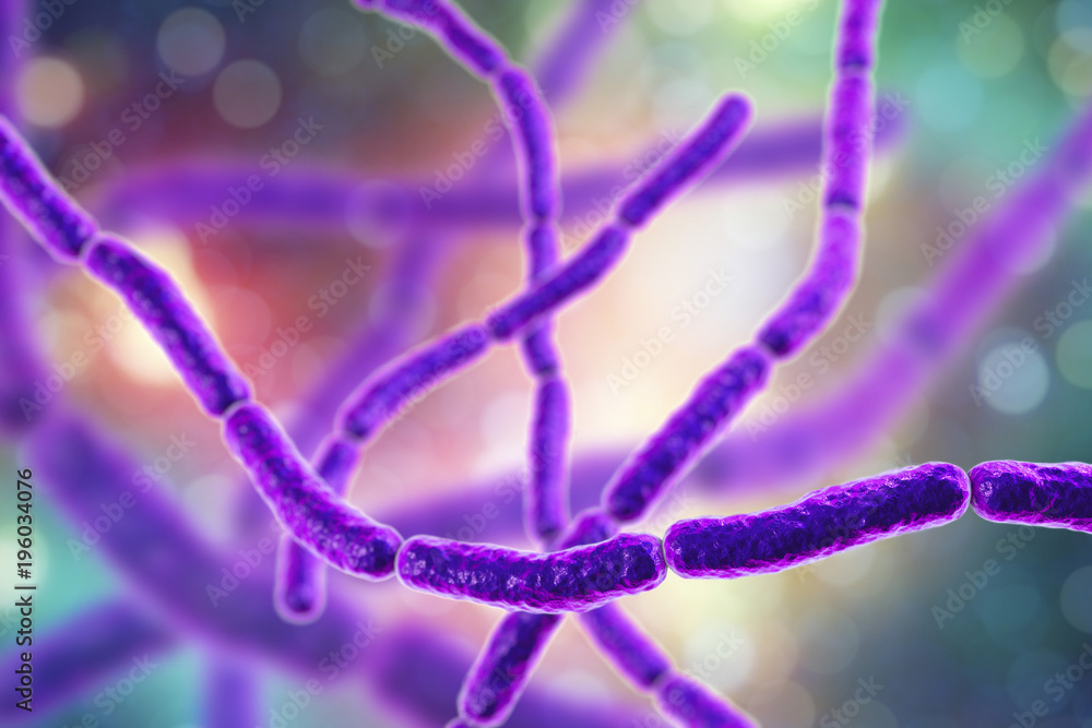 <p>chain-like bacillus </p>