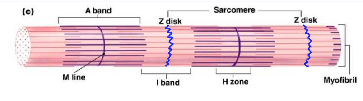 <p>Zig-zag, Z-looking ends of the sarcomere </p>